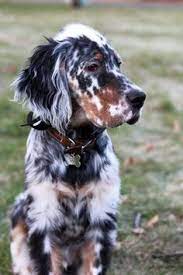 Llewellin setter puppies born on march thirteenth. 410 Puppies Ideas Puppies Cute Dogs Dogs