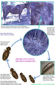 The Lice Life Cycle And How It Guides Lice Treatment And Prevention