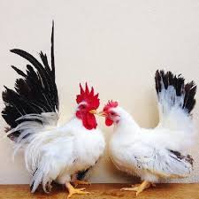 We did not find results for: Black Tail White Japanese The Chick Hatchery