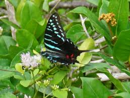 Image result for Ophrypetalum odoratum