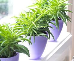Check spelling or type a new query. Peperomia Ferreyrae Happy Bean Pflegeanleitung Peperomia Plant Peperomia Plants