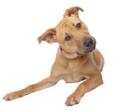Upload only your own content. Dog Image No Background Google Search