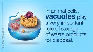 Matile, phillipe (1993) chapter 18: Vacuole Analogy Biology Wise