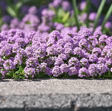 Image result for Thesium cymosum