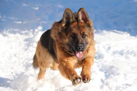 Find german shepherd dog puppies and breeders in your area and helpful german shepherd dog information. Janzhaus German Shepherds Puppies Dogs Breeders Alberta