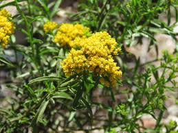 Image result for Synadenium glabratum