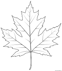 The coloring page is printable and can be used in the classroom or at home. Silver Maple Leaf Coloring Pages Printable