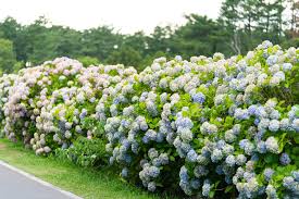This is an example of a soft coloured hydrangeas growing along the top and threw a white picket fence. How To Deadhead Your Hydrangeas Martha Stewart