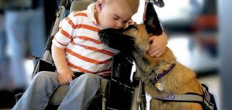 Maybe you would like to learn more about one of these? Usa Service Dogs Registry Doesn T Mean An Individual Dog Is A Service Dog Emotional Support Animal Emotional Support Dog Emotional Support Animal Registration