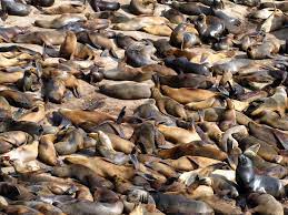 Animales marinos en libertad