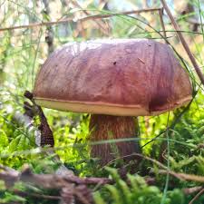 Image result for Boletus badius