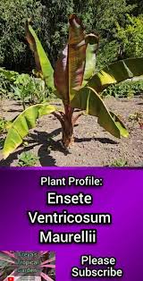 Image result for Ensete ventricosum