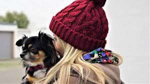 Ibeing the owner of a beautiful long haired chi, i know how vital it is that you have a great relationship with you buddy.learning how to train a chihuahua is a fairly simple and easy skill to acquire. Complete Guide To The Classic Long Haired Chihuahua Petventuresbook