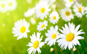 Also, in huntington you can order flowers from many local florists such as archer's flowers or spurlocks flowers. Archer S Flowers Local Family Owned Flower Shop Proudly Serving Huntington Since 1920 534 536 10th St Huntington Wv 25701 304 522 8272 Www Archersflowers Com
