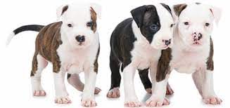 Welcome to heartfelt memories pet cremation seattle and seattle at home pet euthanasia serving seattle,wa and surrounding areas. Pet Cremation Seattle At Home Pet Euthanasia Seattle