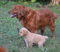 It helps you bond with them and. Golden Retriever Puppies Nc Akc Petfinder
