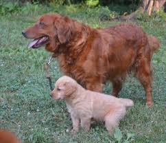 Golden retriever puppies for sale. Golden Retriever Puppies Nc Akc Petfinder