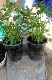 Cara menanam daun seledri daun sop di pot atau polybag. Patutlah Tanam Tak Menjadi Ini Sebenarnya Cara Betul Tanam Semai Daun Sup Di Rumah