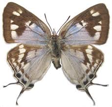 Image result for Phragmanthera dschallensis