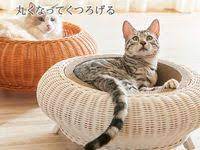 にゃんこの爪とぎ 猫用 ネコ用 ペット用品 ペットグッズ 通販 家具通販ベルーナインテリア ｎｏａｎ ノアン ペット ペット用品 猫