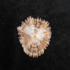 Image result for Patella aspera