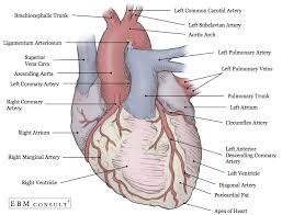 If a ramus intermedius artery is present, the diagonal arteries are. Anatomy Heart External Heart Anatomy Anatomy Images Anatomy