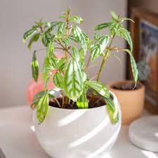 For other climates, indoor care is best. How To Grow And Care For The Aluminum Plant
