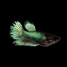 Pin By Yalcin On Baby Queen In 2020 Betta Betta Fish Betta Aquarium
