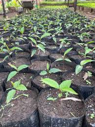 Image result for Rhaptopetalum evrardii