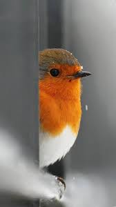 Cute animal wallpapers for phone. Get Best Pixar Background For Android Phone Today Bird Wallpaper Beautiful Birds Bird
