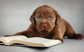 Honden Wallpapers Honden Foto S Achtergrond Wallpapers Hond Wallpaper Honden Foto S Labrador Puppies