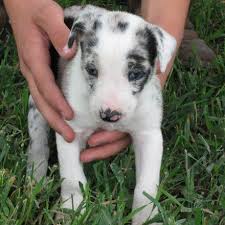 Pet health clinic nampa id. Pet Health Clinic Home Facebook