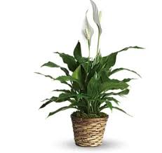 Judith E. Boldt Obituary September 30, 2025