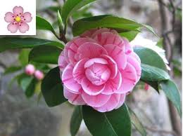 Check spelling or type a new query. Un Fiore E Un Emoticon Profumata Per Ogni Messaggio Tutti I Significati Corriere It