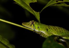 Image result for Anolis gemmosus