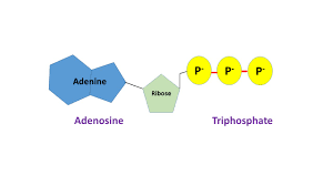 Alexander zverev made sure of that. What Is Adenosine Triphosphate Definition Function Structure Study Com