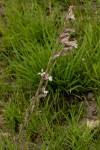 Image result for Gladiolus unguiculatus