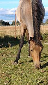 Buckskin roans will have black legs, black mane and tails as well as tan or golden hair with … My 2 Year Old Buckskin Roan Colt I Love His Eyes Horses