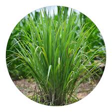 Muda de Capim Limão | Capim Santo | Erva Cidreira | Extremamente Aromático  Ótimo para Infusões - Boni Plantas: Compre Online