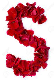 Focused photo of a red rose. Alphabet S Made From Red Petals Rose Stock Photo Picture And Royalty Free Image Image 13859902