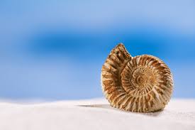 Ammonite swells with foreboding, rather than with astonishment. The Amazing Ammonite Monterey Boats