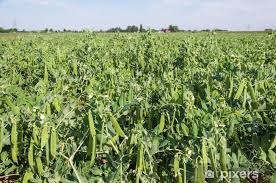 Resultado de imagen para tierras agricolas