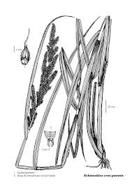 Image result for Echinochloa crus-pavonis
