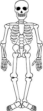 Check spelling or type a new query. How To Draw A Skeleton Step By Step Drawing Guide By Dawn Dragoart Com Skeleton Drawing Skeleton Drawing Easy Skeleton Drawings