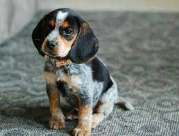 Check spelling or type a new query. Blue Tick Beagle Dog Blue Tick Beagle Hound Puppies