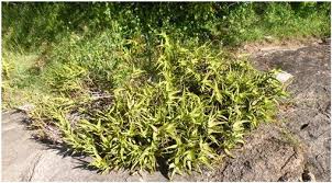 Image result for Schizostephanus alatus