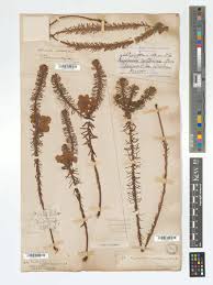 Image result for Euphorbia crebrifolia