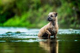 Lou took the time and care to explain the basics to everyone in the group without us getting out of our depth. Pet Photography Course