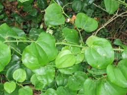 Image result for Smilax