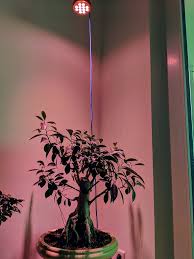 Very often the cause with beginners' trees will be underwatering (the soil however, bonsai can occasionally show poor health, even in the hands of more experienced bonsai enthusiasts. Ficus New Growth Dying Beginners Mirai Forum